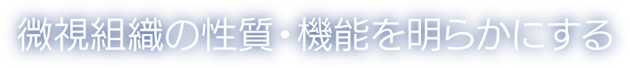 微視組織の性質・機能を明らかにする
